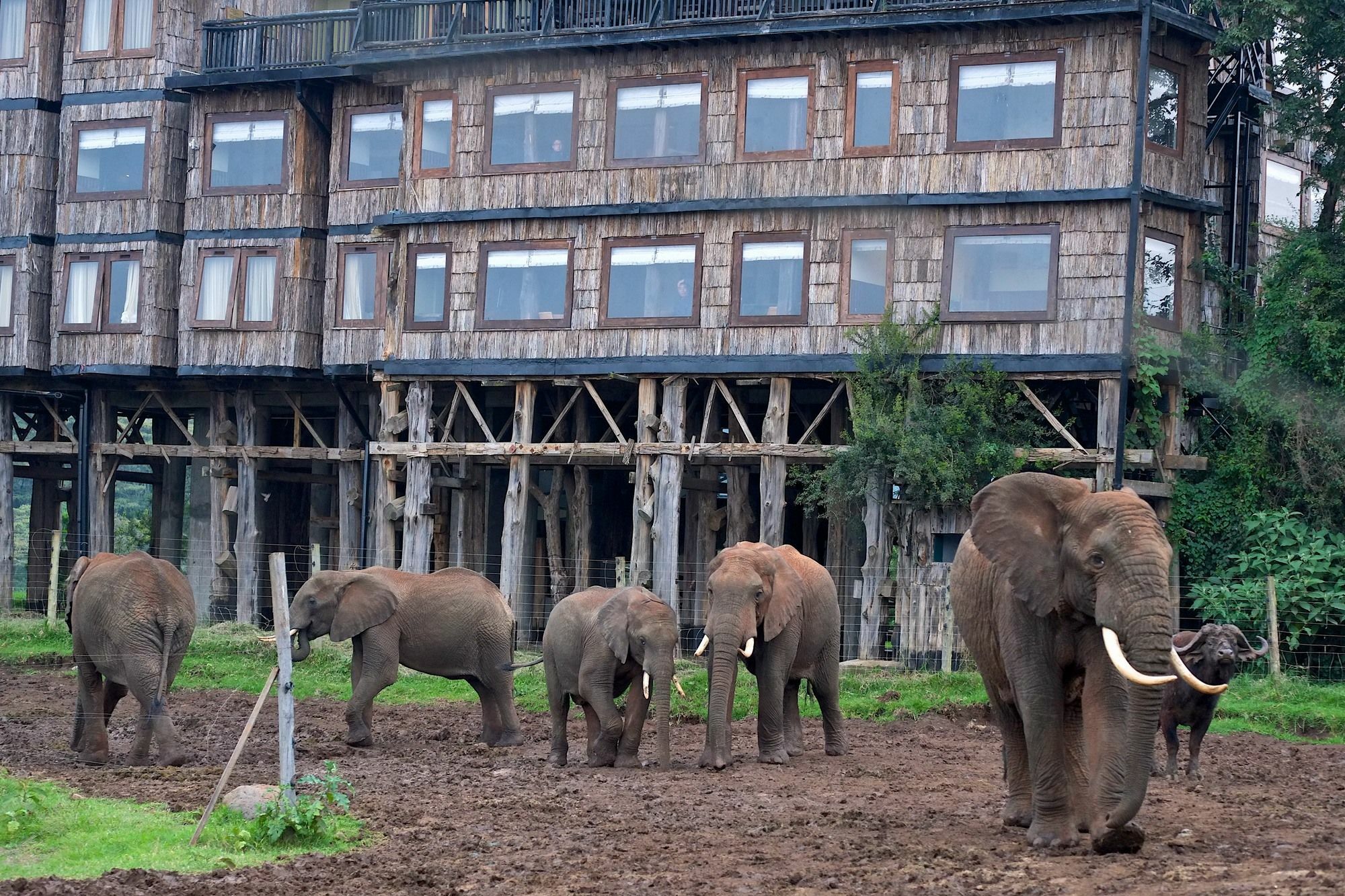 Treetops Mweiga Экстерьер фото